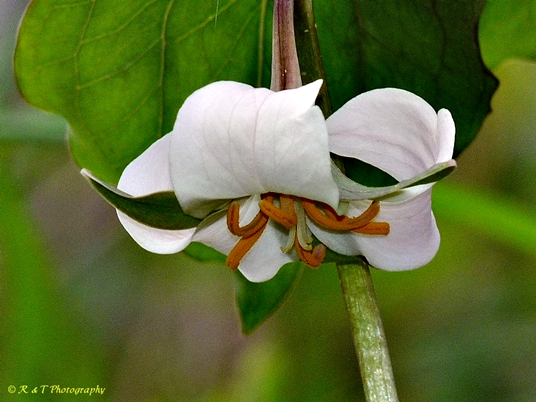 {Trillium catesbaei}